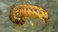 Noctua pronuba