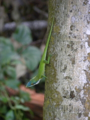 Anolis allisoni