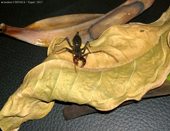 Mastigoproctus colombianus