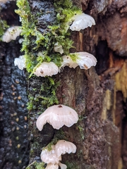 Scytinotus longinquus