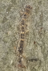 Entomophaga