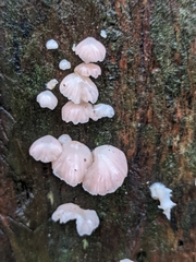 Scytinotus longinquus