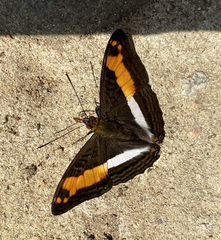 Adelpha