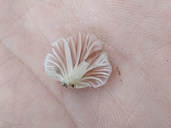 Scytinotus longinquus