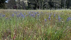 Lupinus nanus