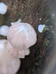 Scytinotus longinquus