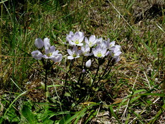 Gentianella patula