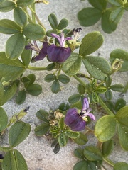 Psoralea repens