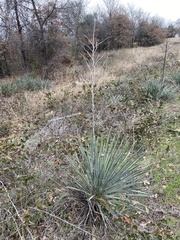Yucca necopina