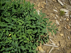 Angelica tomentosa