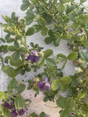 Psoralea repens