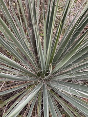 Yucca necopina