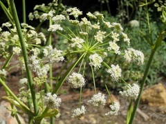 Angelica tomentosa