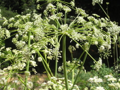 Angelica tomentosa