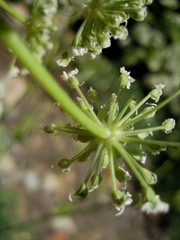 Angelica tomentosa