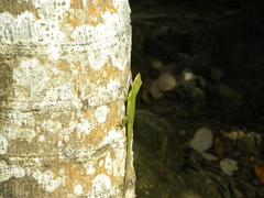 Anolis allisoni