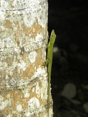 Anolis allisoni