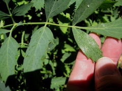 Angelica tomentosa