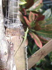 Anolis allisoni
