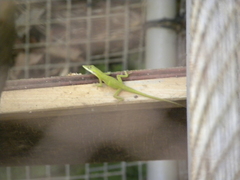 Anolis allisoni