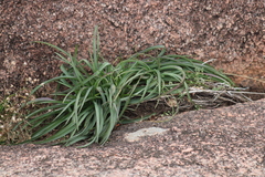 Tradescantia gigantea