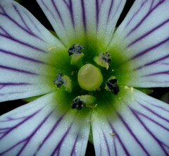 Gentianella patula