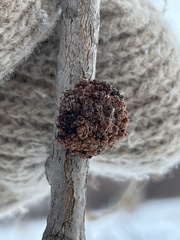 Aceria parapopuli