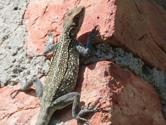 Laudakia tuberculata