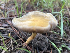Agrocybe putaminum