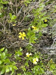 Ranunculus insignis