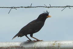 Acridotheres grandis