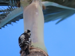 Yungipicus canicapillus