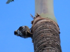 Yungipicus canicapillus