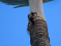 Yungipicus canicapillus