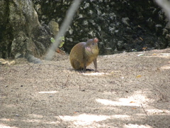 Dasyprocta ruatanica