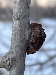Aceria parapopuli