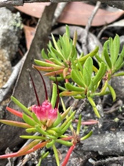 Darwinia grandiflora