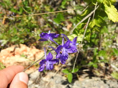 Delphinium pentagynum