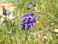 Delphinium pentagynum