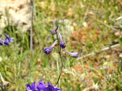 Delphinium pentagynum
