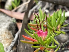 Darwinia grandiflora
