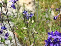 Delphinium pentagynum