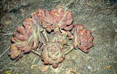 Aeonium davidbramwellii image