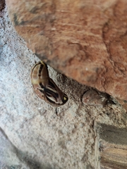 Brassolis astyra