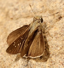 Pelopidas lyelli