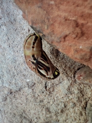 Brassolis astyra