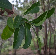 Chionanthus ramiflorus