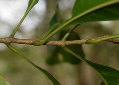 Chionanthus ramiflorus