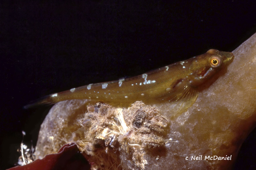 Manacled Sculpin