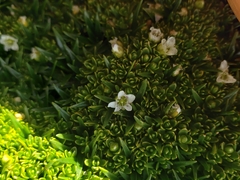 Arenaria serpens